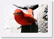 LaPaz - 004 * Summer Tanager * Summer Tanager